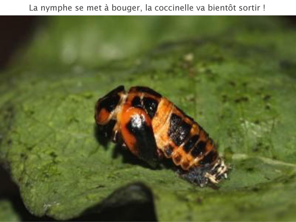 Certaines larves d insecte doivent passer par une phase de